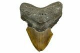 Bargain, Fossil Megalodon Tooth - North Carolina #376929-1